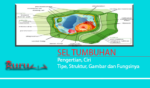 Sel Tumbuhan Pengertian