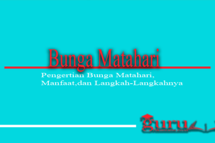 Apa Itu Bunga Matahari