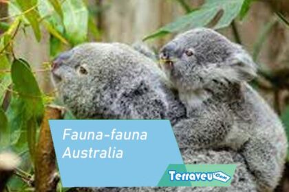 Fauna-Fauna Australia