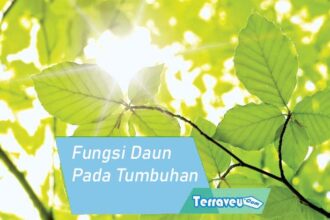 Fungsi Daun Pada Tumbuhan