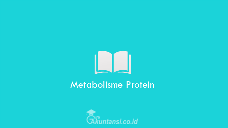 Metabolisme-Protein