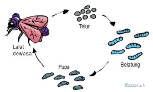 Contoh Metamorfosis Lalat 1