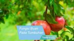 Fungsi Buah Pada Tumbuhan