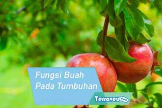 Fungsi Buah Pada Tumbuhan