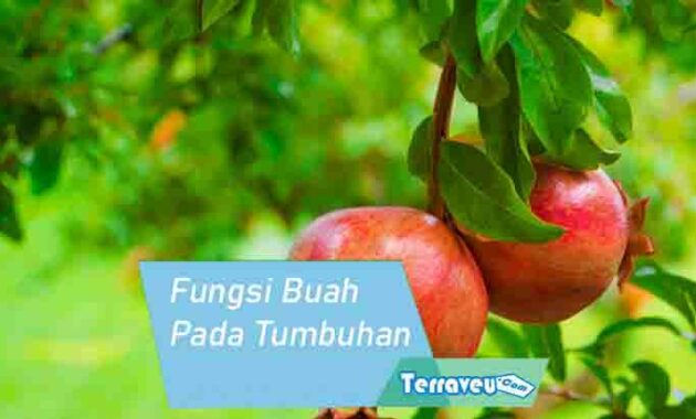 Fungsi Buah Pada Tumbuhan