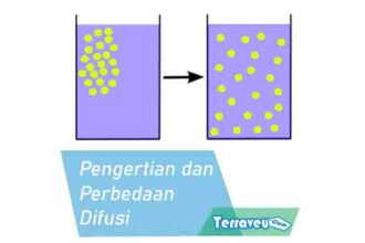 Pengertian Dan Perbedaan Difusi