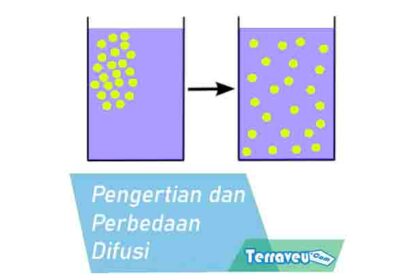 Pengertian Dan Perbedaan Difusi