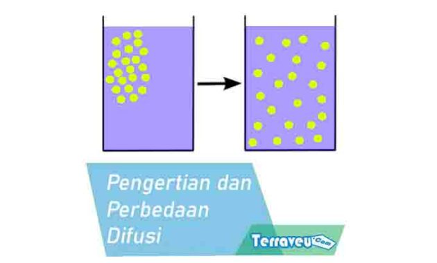 Pengertian Dan Perbedaan Difusi