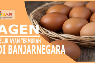 Telur Ayam Termurah Di Banjarnegara